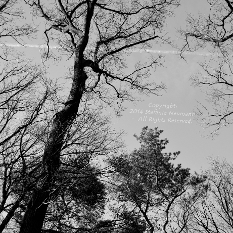 Majestic Trees 2 © Stefanie Neumann - All Rights Reserved.